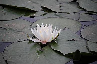 TGS 2022到场13.8万人 相比往年明显减半